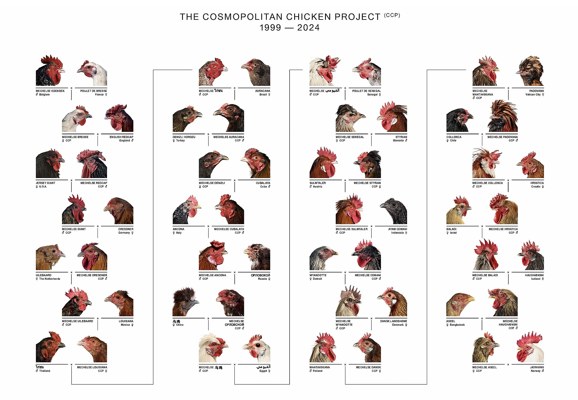 Cosmopolitan Chicken Project, CCP29