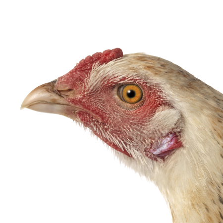 KVM_M.AS_02_0084_KOP.png
