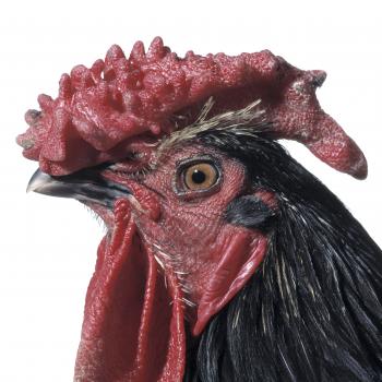 Mechelse Redcap