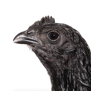 Ayam Cemani vrouw