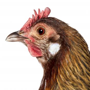 DANSK LANDSHØNE female © Koen Vanmechelen