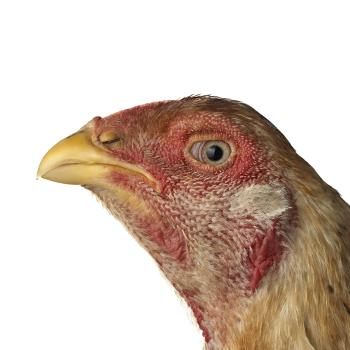 ASEEL CHICKEN