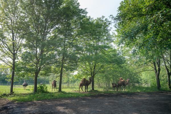 Animals in Cosmopolitan Culture Park, LABIOMISTA, Genk (BE) © Koen Vanmechelen 2019 Photo by Kris Vervaeke