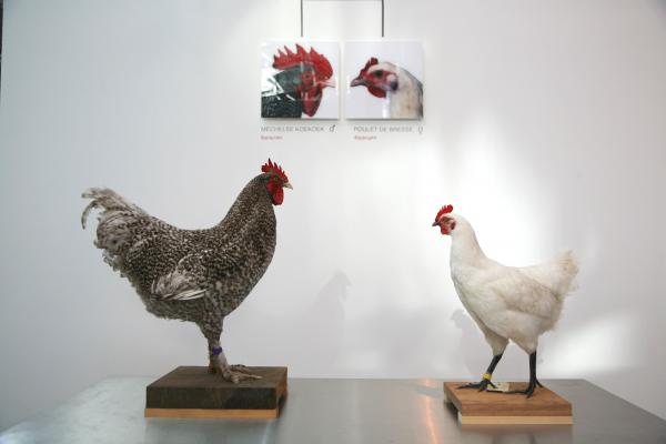 Expo, The Cosmopolitan Chicken Project - Mechelse Orloff, 13th Generation, 3rd Moscow Biennale of contemporary art, Moscow (RU), 2009 © Koen Vanmechelen