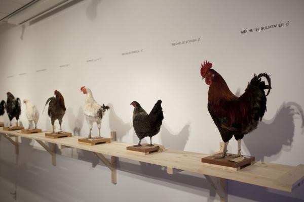 THIS IS NOT A CHICKEN Het Domein, Sittard (NL) © Koen Vanmechelen Expo, THIS IS NOT A CHICKEN Het Domein, Sittard (NL) © Koen Vanmechelen