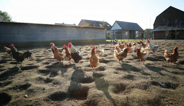 Open Global Farm, Oudsbergen © Koen Vanmechelen, photo Stoffel Hias Open Global Farm, Oudsbergen © Koen Vanmechelen, photo Stoffel Hias