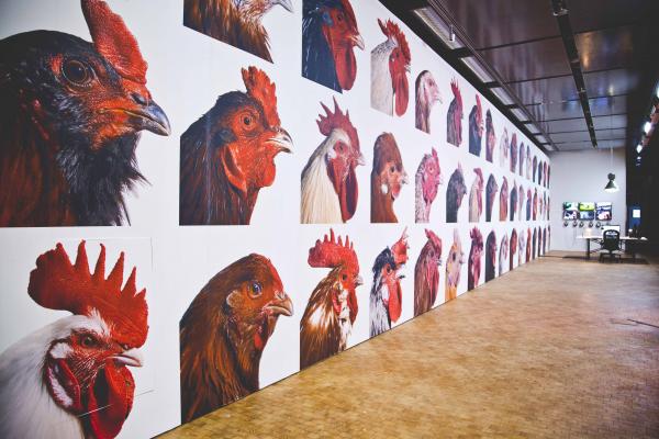 LA BIOMISTA COSMOPOLITAN CHICKEN PROJECT Exo-Evolution, Globale 2015, ZKM | Zentrum für Kunst und Medientechnologie Karlsruhe (DE), © Koen Vanmechelen Expo, LA BIOMISTA COSMOPOLITAN CHICKEN PROJECT Exo-Evolution, Globale 2015, ZKM | Zentrum für Kunst und Medientechnologie Karlsruhe (DE), © Koen Vanmechelen