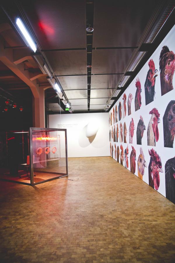 LA BIOMISTA COSMOPOLITAN CHICKEN PROJECT Exo-Evolution, Globale 2015, ZKM | Zentrum für Kunst und Medientechnologie Karlsruhe (DE), © Koen Vanmechelen Expo, LA BIOMISTA COSMOPOLITAN CHICKEN PROJECT Exo-Evolution, Globale 2015, ZKM | Zentrum für Kunst und Medientechnologie Karlsruhe (DE), © Koen Vanmechelen