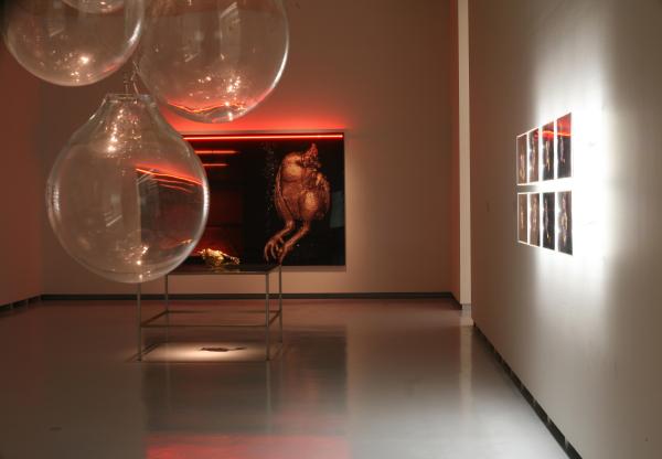 Expo, THE CHICKEN'S APPEAL, Museum Het Valkhof, Nijmegen, (NL) © Koen Vanmechelen