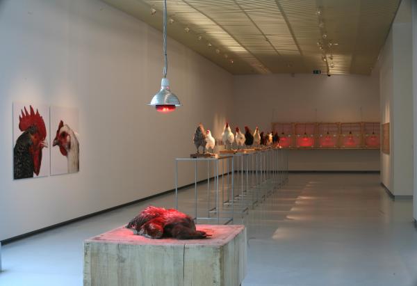Expo, THE CHICKEN'S APPEAL, Museum Het Valkhof, Nijmegen, (NL) © Koen Vanmechelen