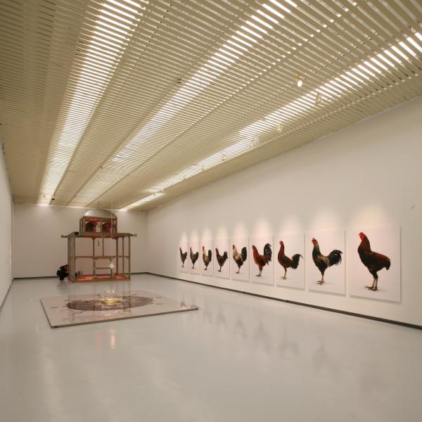 Expo, THE CHICKEN'S APPEAL, Museum Het Valkhof, Nijmegen, (NL) © Koen Vanmechelen