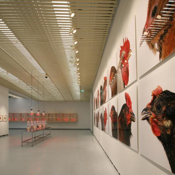 Expo, THE CHICKEN'S APPEAL, Museum Het Valkhof, Nijmegen, (NL) © Koen Vanmechelen
