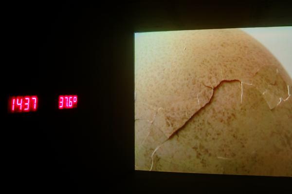 Expo, Mechelse Giant - In Exile, Museum Dhondt-Daenens, (B) 2002 © Koen Vanmechelen