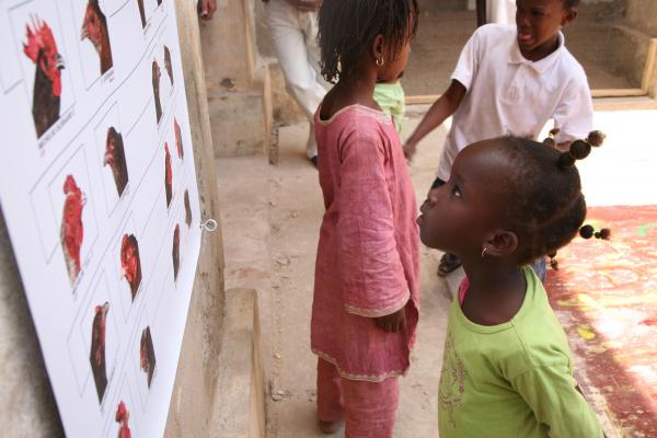 THE COSMOPOLITAN CHICKEN PROJECT - IN TRANSIT, ArtAids, Dakar, 2010 ( Senegal) © Koen Vanmechelen Expo, THE COSMOPOLITAN CHICKEN PROJECT - IN TRANSIT, ArtAids, Dakar, 2010 ( Senegal) © Koen Vanmechelen