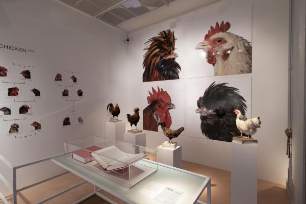 koen-vanmechelen-planetary-community-chicken.-installation-image-at-food-bigger-than-the-plate-at-va-c-the-artist.-photo-victoria-and-albert-museum-london.jpg