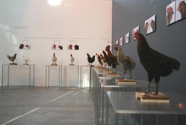 Expo, The Cosmopolitan Chicken Project - Mechelse Orloff, 13th Generation, 3rd Moscow Biennale of contemporary art, Moscow (RU), 2009 © Koen Vanmechelen