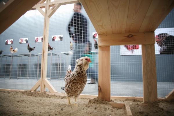 Expo, The Cosmopolitan Chicken Project - Mechelse Orloff, 13th Generation, 3rd Moscow Biennale of contemporary art, Moscow (RU), 2009 © Koen Vanmechelen