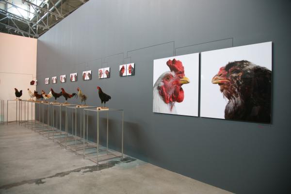 Expo, The Cosmopolitan Chicken Project - Mechelse Orloff, 13th Generation, 3rd Moscow Biennale of contemporary art, Moscow (RU), 2009 © Koen Vanmechelen