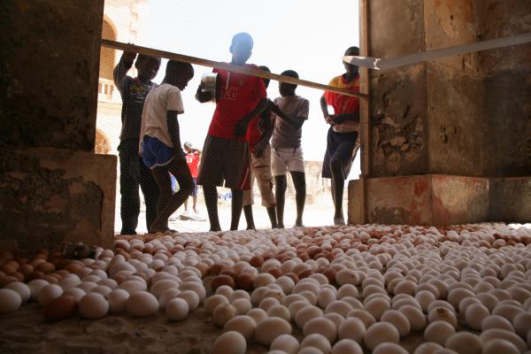 THE COSMOPOLITAN CHICKEN PROJECT - IN TRANSIT, ArtAids, Dakar, 2010 ( Senegal) © Koen Vanmechelen Expo, THE COSMOPOLITAN CHICKEN PROJECT - IN TRANSIT, ArtAids, Dakar, 2010 ( Senegal) © Koen Vanmechelen