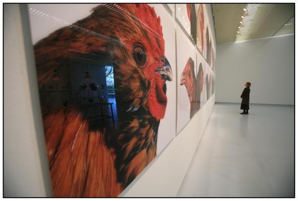 THE CHICKEN'S APPEAL, Museum Het Valkhof, Nijmegen, (NL) © Koen Vanmechelen