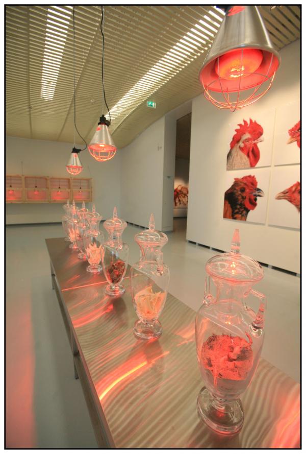 THE CHICKEN'S APPEAL, Museum Het Valkhof, Nijmegen, (NL) © Koen Vanmechelen