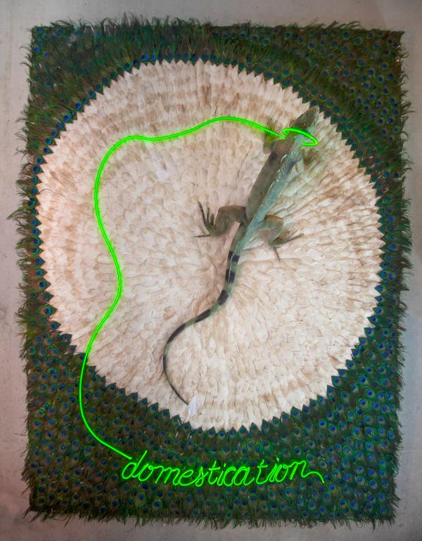 Domestication © Koen Vanmechelen