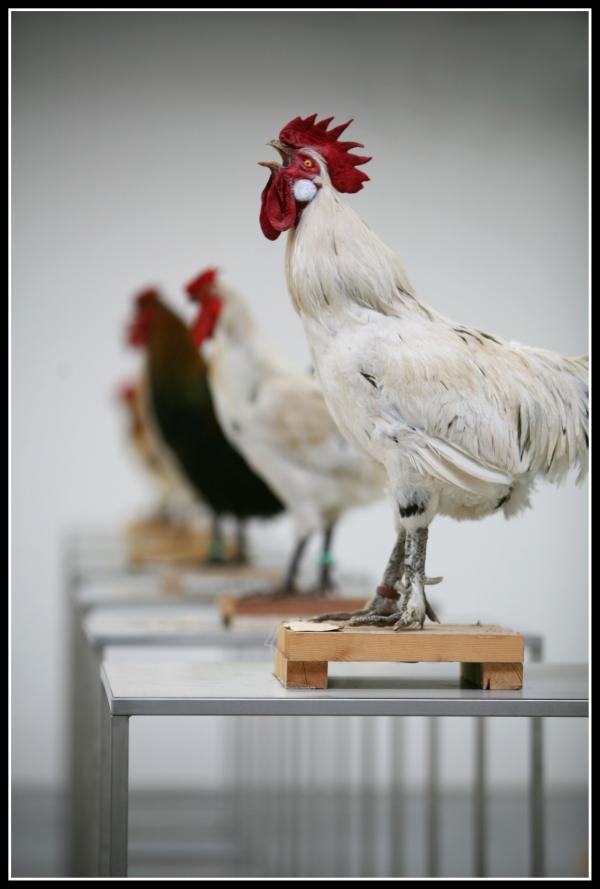 Expo, The Cosmopolitan Chicken Project / Ten generations, Deweer Art Gallery, Otegem, (B)