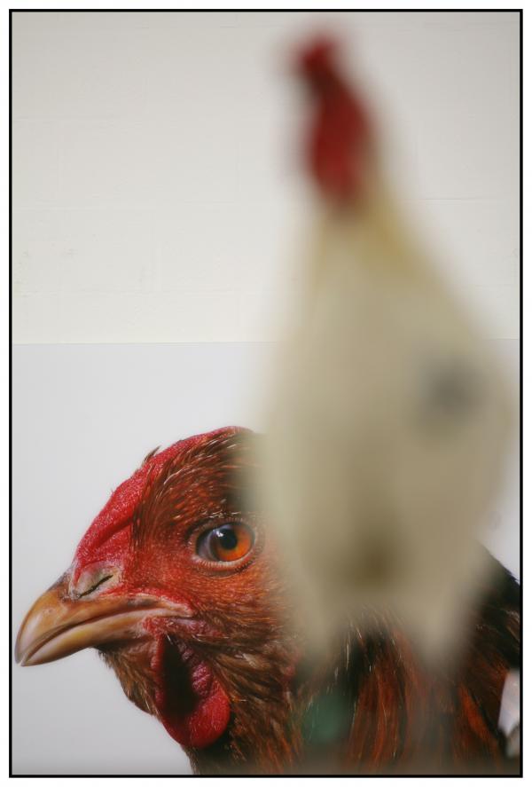Expo, The Cosmopolitan Chicken Project / Ten generations, Deweer Art Gallery, Otegem, (B)