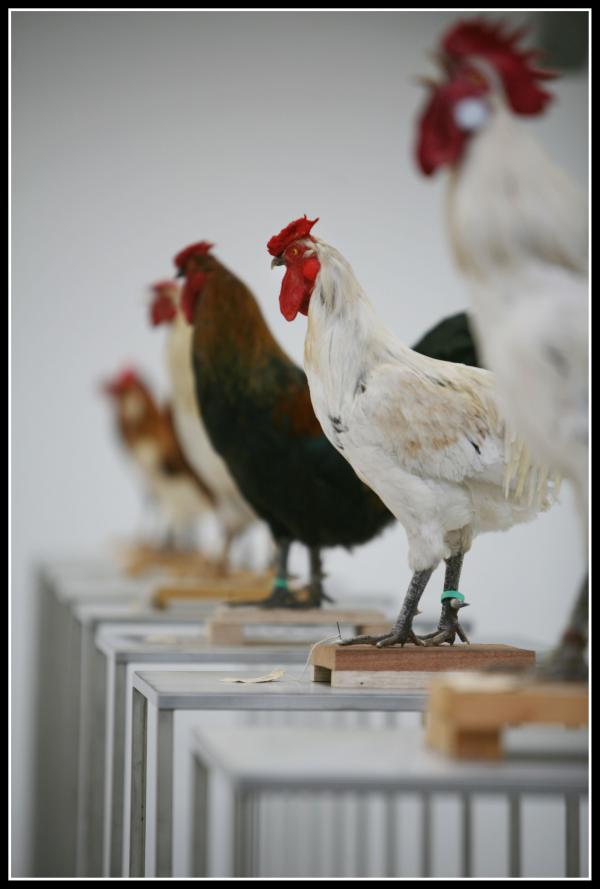 Expo, The Cosmopolitan Chicken Project / Ten generations, Deweer Art Gallery, Otegem, (B)