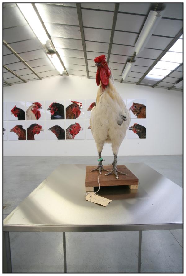 Expo, The Cosmopolitan Chicken Project / Ten generations, Deweer Art Gallery, Otegem, (B)