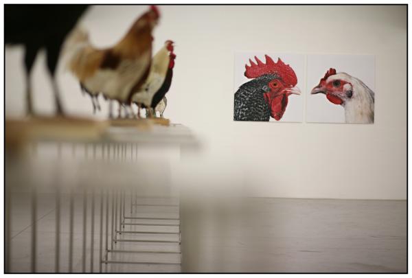 Expo, The Cosmopolitan Chicken Project / Ten generations, Deweer Art Gallery, Otegem, (B)
