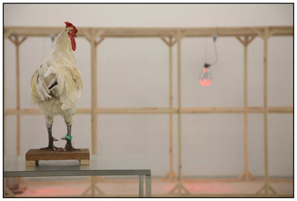 Expo, The Cosmopolitan Chicken Project / Ten generations, Deweer Art Gallery, Otegem, (B)