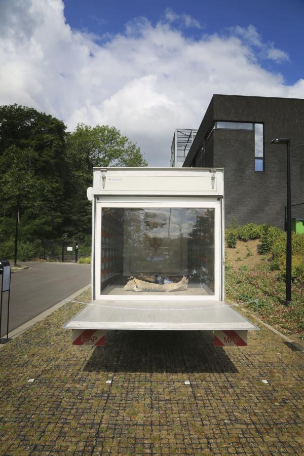 Evolution of a Hybrid © Koen Vanmechelen, 2020