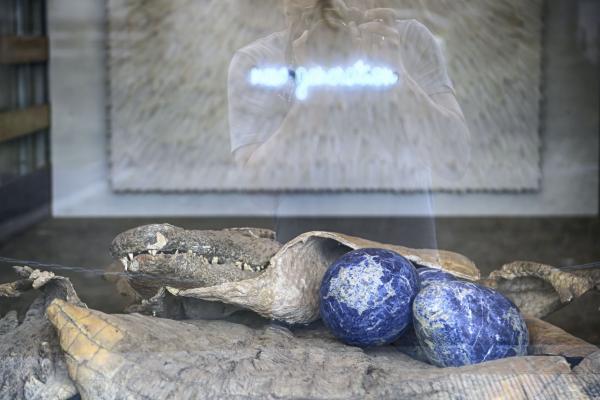 Evolution of a Hybrid © Koen Vanmechelen, 2020
