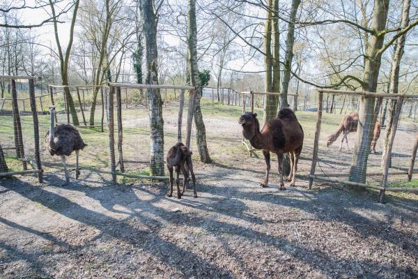 baby dromedaris, foto Karolien Deprez