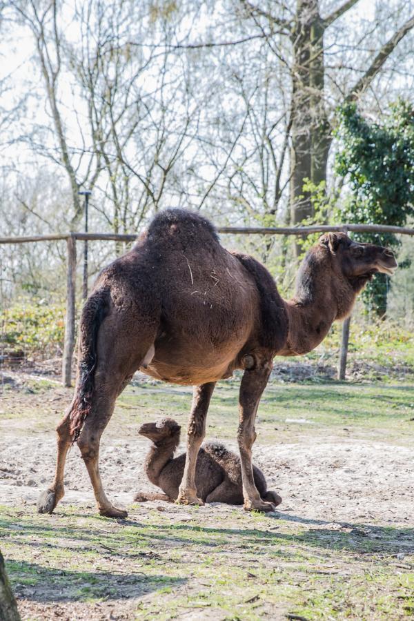 baby dromedaris, foto Karolien Deprez