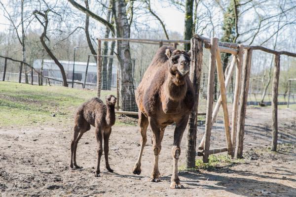 baby dromedaris, foto Karolien Deprez