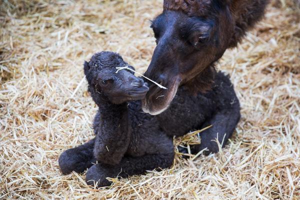 baby dromedaris, foto Karolien Deprez