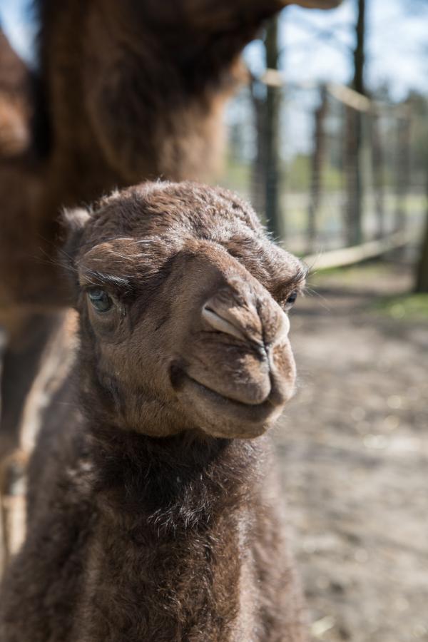 baby dromedaris, foto Karolien Deprez