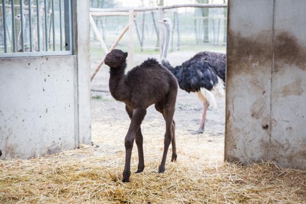 baby dromedaris, foto Karolien Deprez