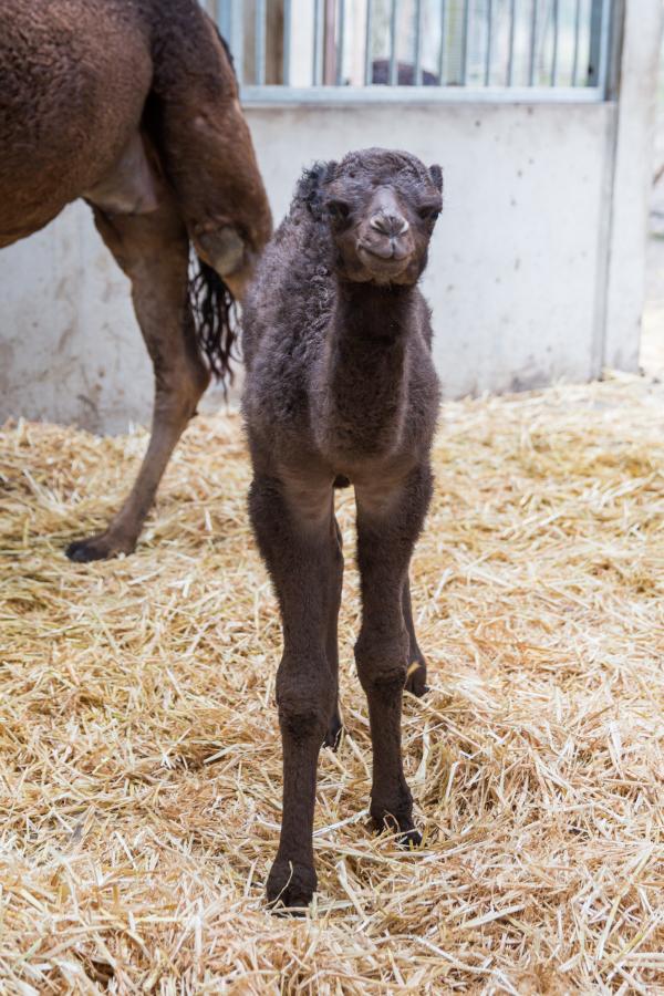 baby dromedaris, foto Karolien Deprez