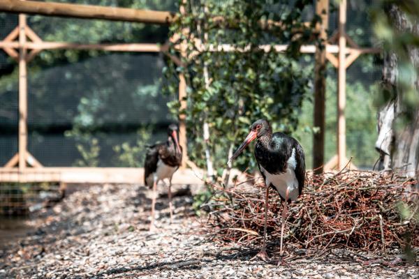 Black Stork Baby © Koen Vanmechelen, photo by Boumediene