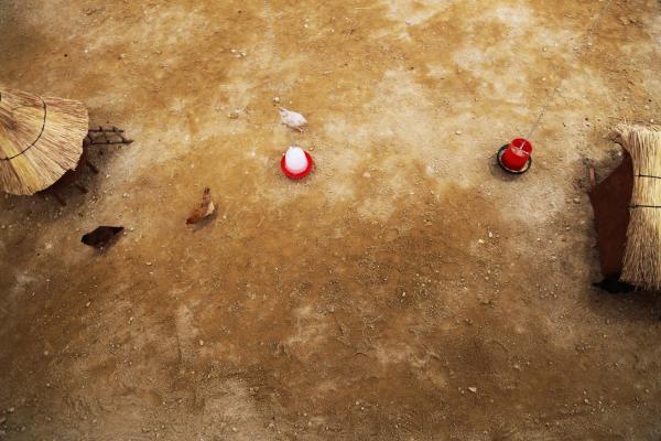 Planetary Community Chicken, National Gallery of Zimbabwe © Koen Vanmechelen