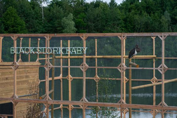 Black Stork Baby ©Koen Vanmechelen Black Stork Baby ©Koen Vanmechelen