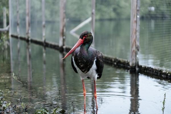 Black Stork ©Koen Vanmechelen, photo by Boumediene Belbachir Black Stork ©Koen Vanmechelen, photo by Boumediene Belbachir
