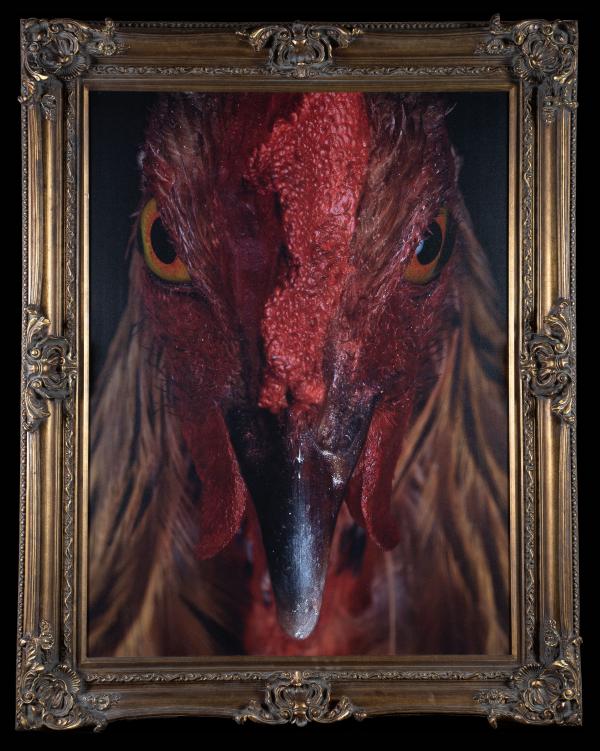 Vesta © Koen Vanmechelen
