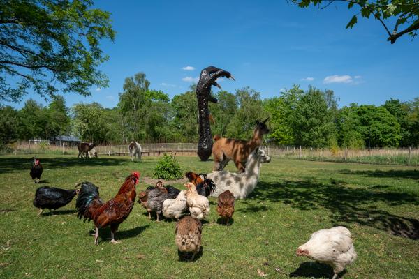 Cosmopolitan Chicken Project