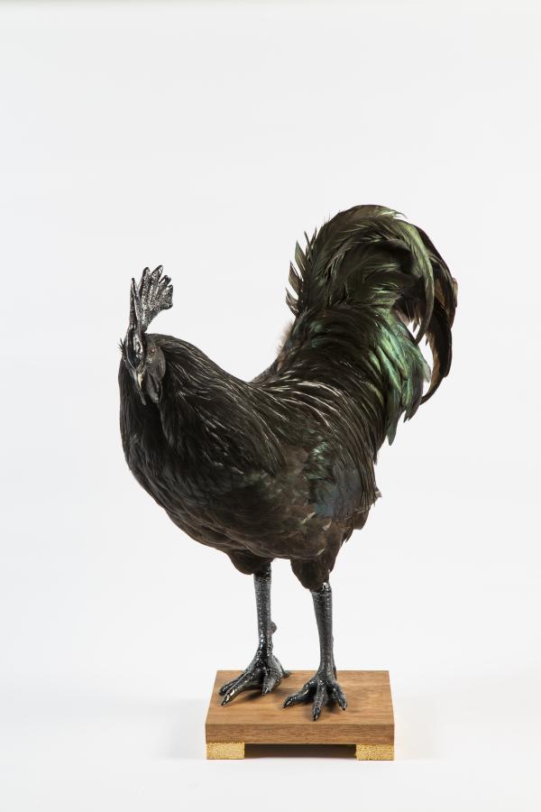 Mechelse Cemani CCP19 © Koen Vanmechelen