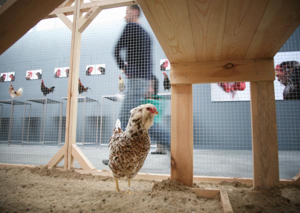 Expo, The Cosmopolitan Chicken Project - Mechelse Orloff, 13th Generation, 3rd Moscow Biennale of contemporary art, Moscow (RU), 2009 © Koen Vanmechelen