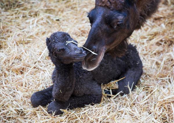 baby dromedaris, foto Karolien Deprez